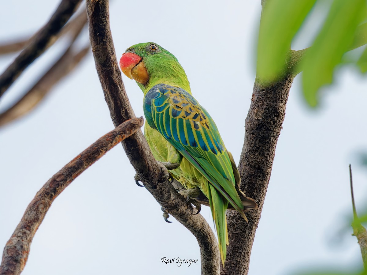 Blue-naped Parrot - ML622395615