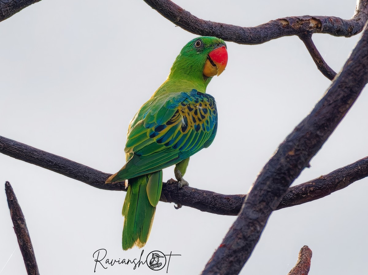 Blue-naped Parrot - ML622395616