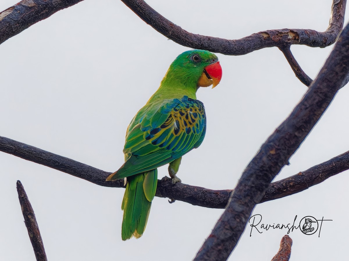 Blue-naped Parrot - ML622395617