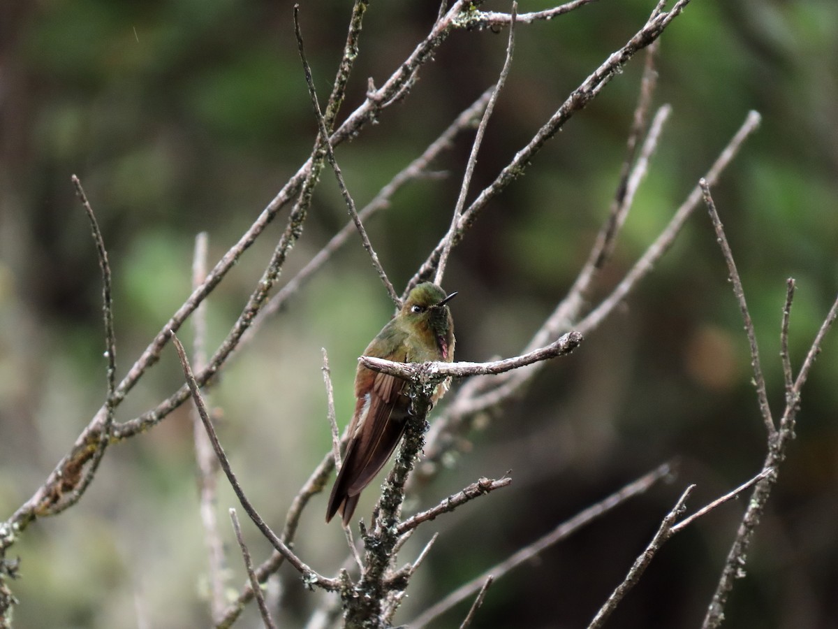 Bronze-tailed Thornbill - Raúl Castillo Albadan