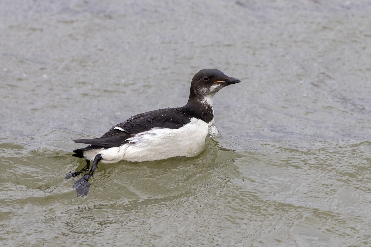 Guillemot de Brünnich - ML622395638