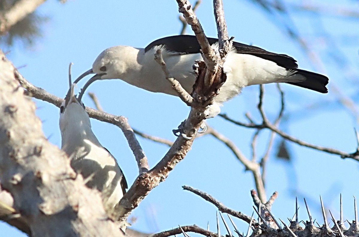 Sickle-billed Vanga - ML622395686