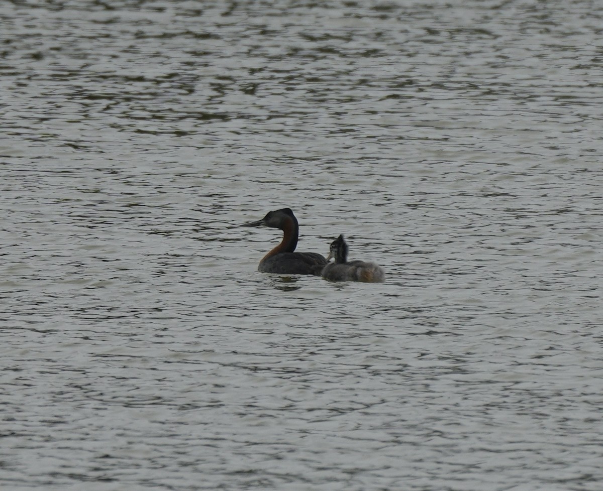 Great Grebe - ML622395704