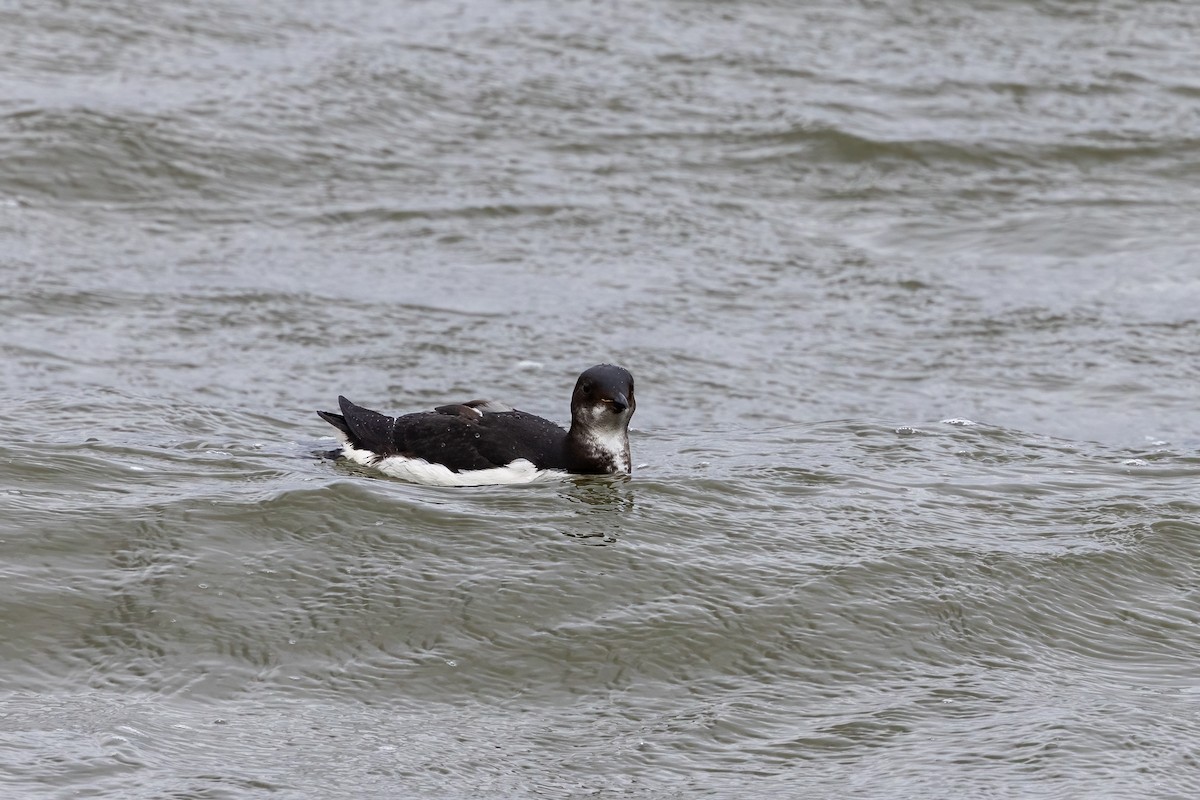 Thick-billed Murre - ML622395705