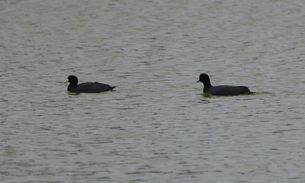 Slate-colored Coot - ML622395713