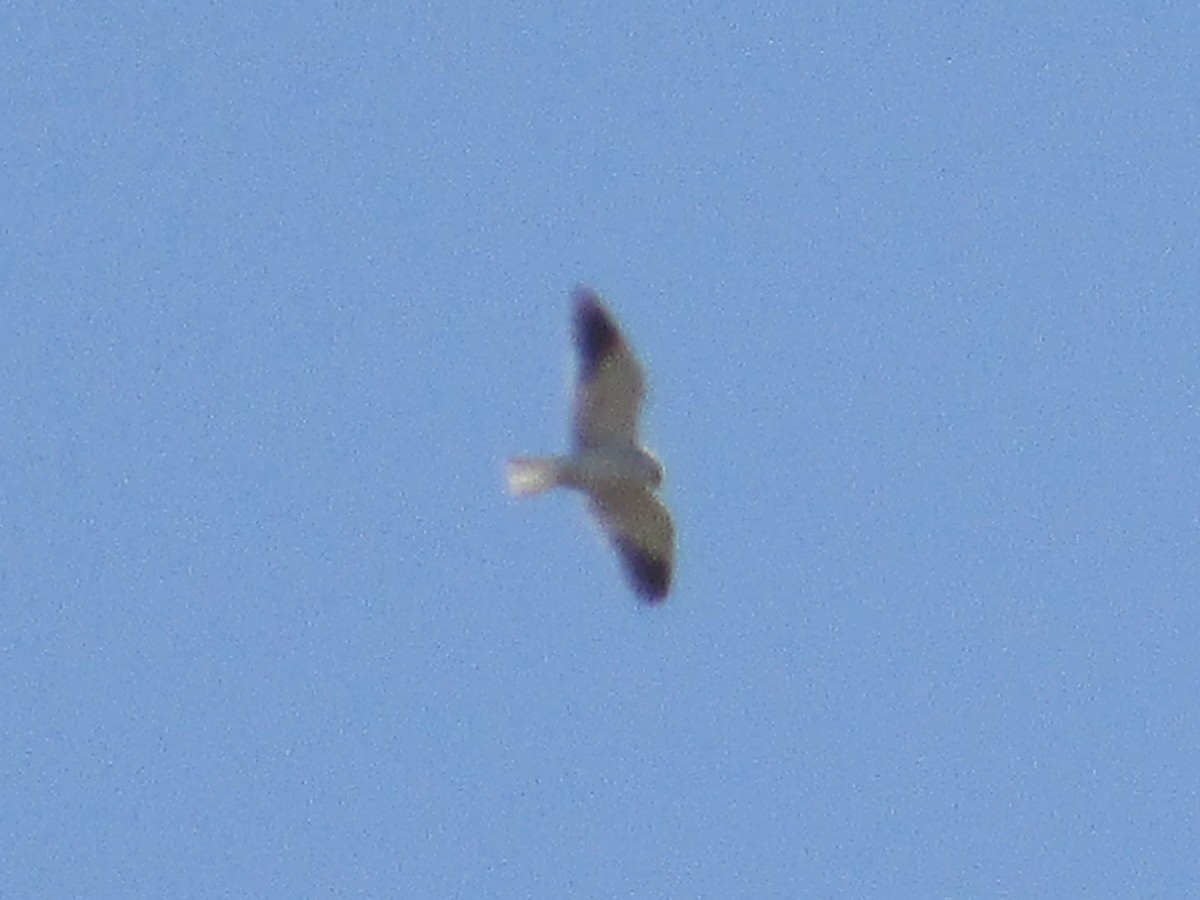 Black-winged Kite - ML622395738