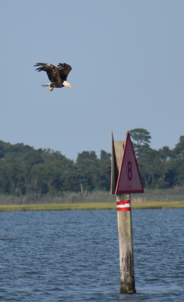 Weißkopf-Seeadler - ML622395753