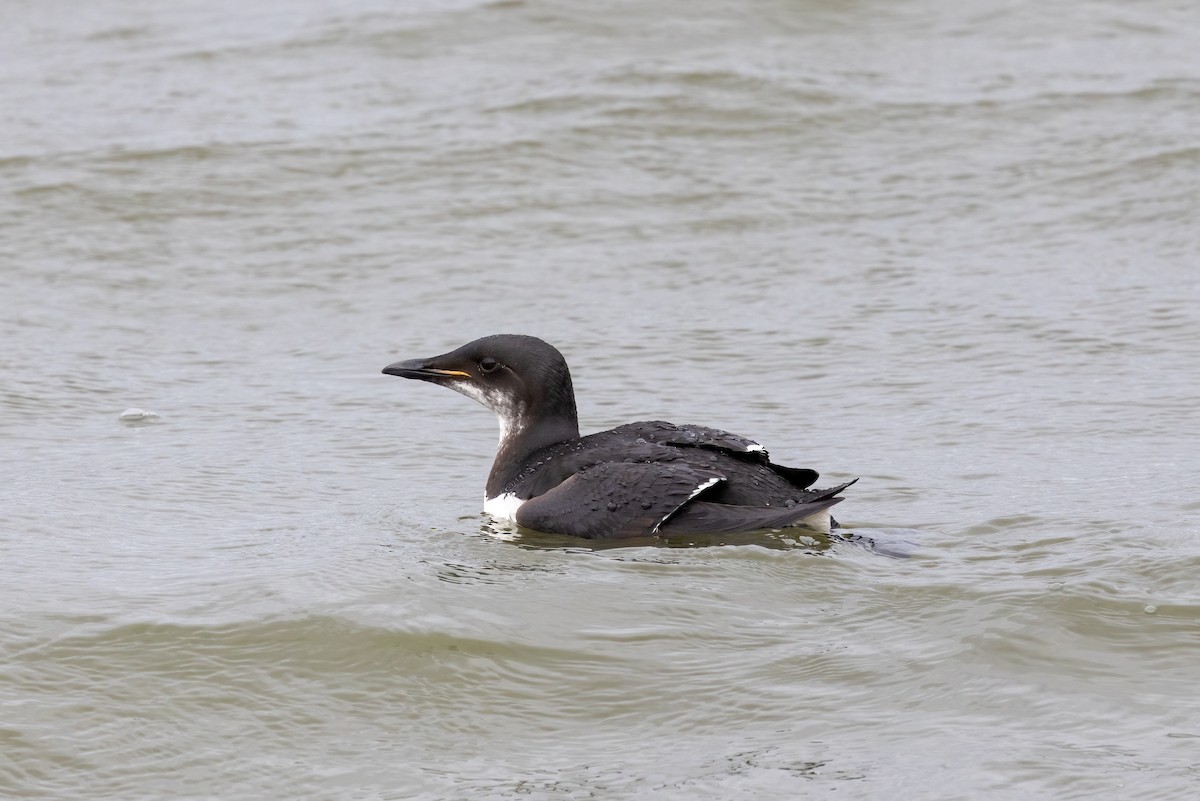 Guillemot de Brünnich - ML622395758