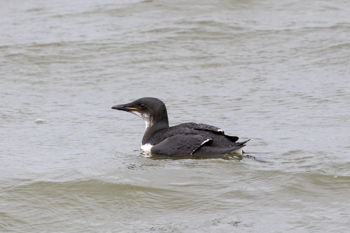 Thick-billed Murre - ML622395758