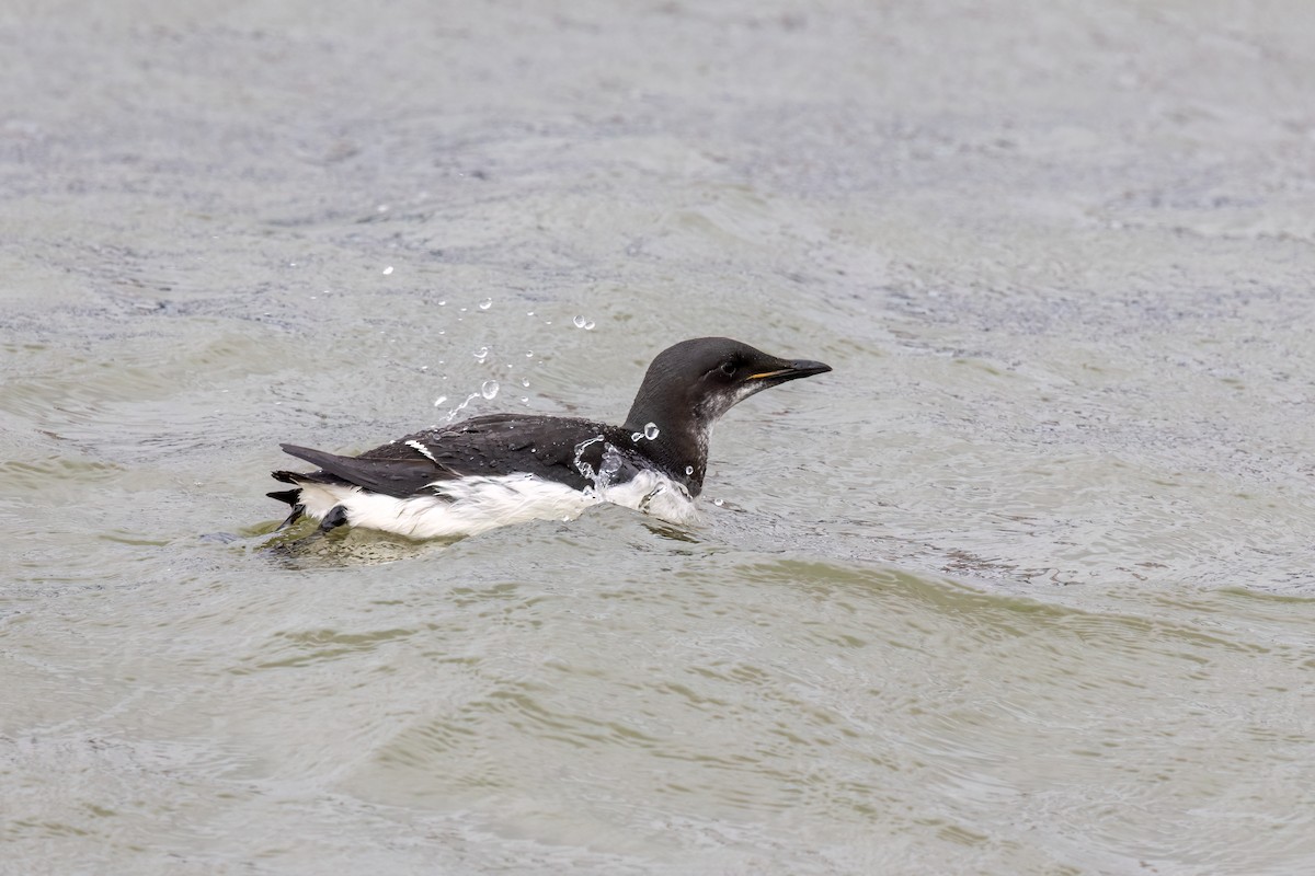 Guillemot de Brünnich - ML622395795