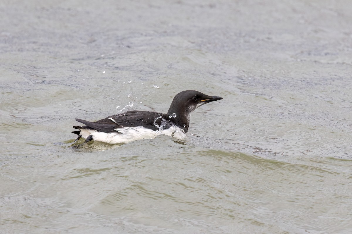 Thick-billed Murre - ML622395795