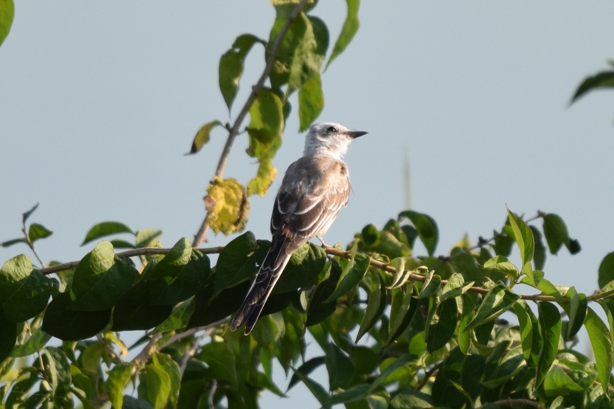 Scissor-tailed Flycatcher - ML622395815