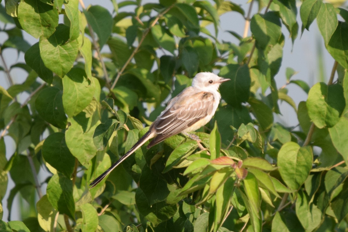 Scissor-tailed Flycatcher - ML622395816