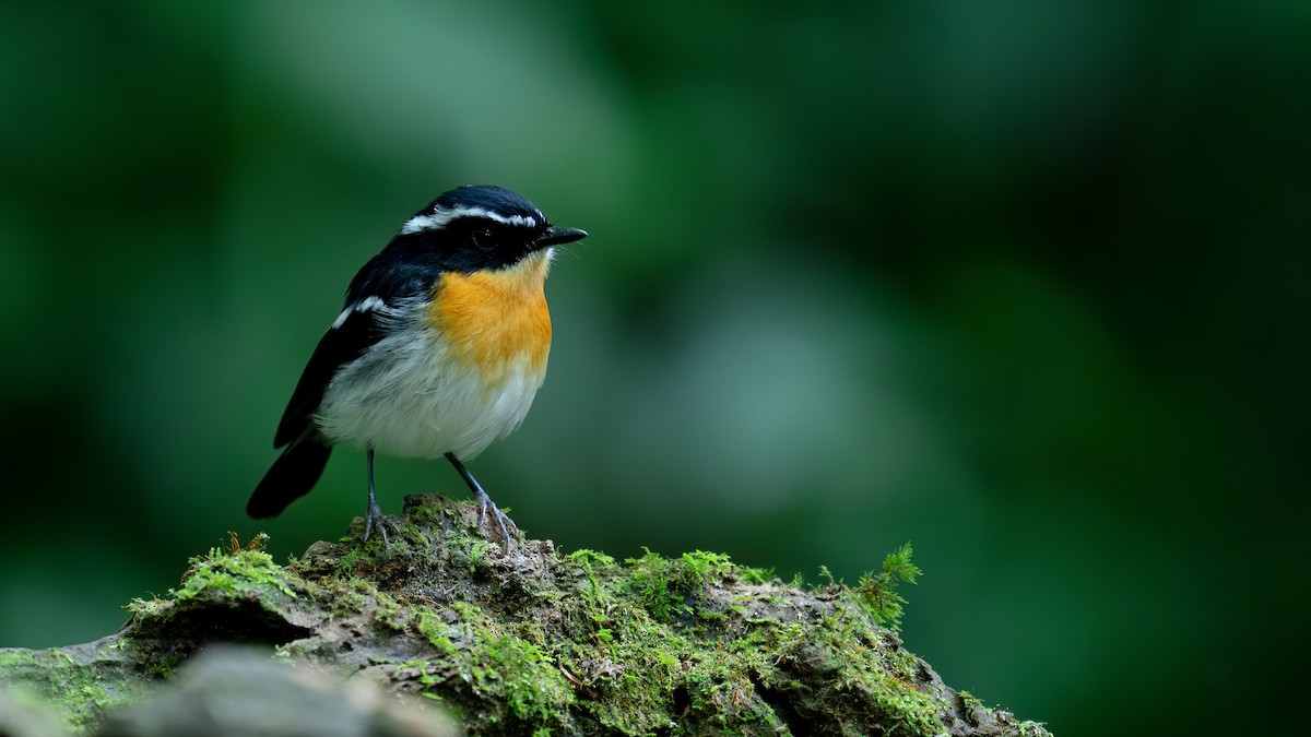 Rufous-chested Flycatcher - ML622395870