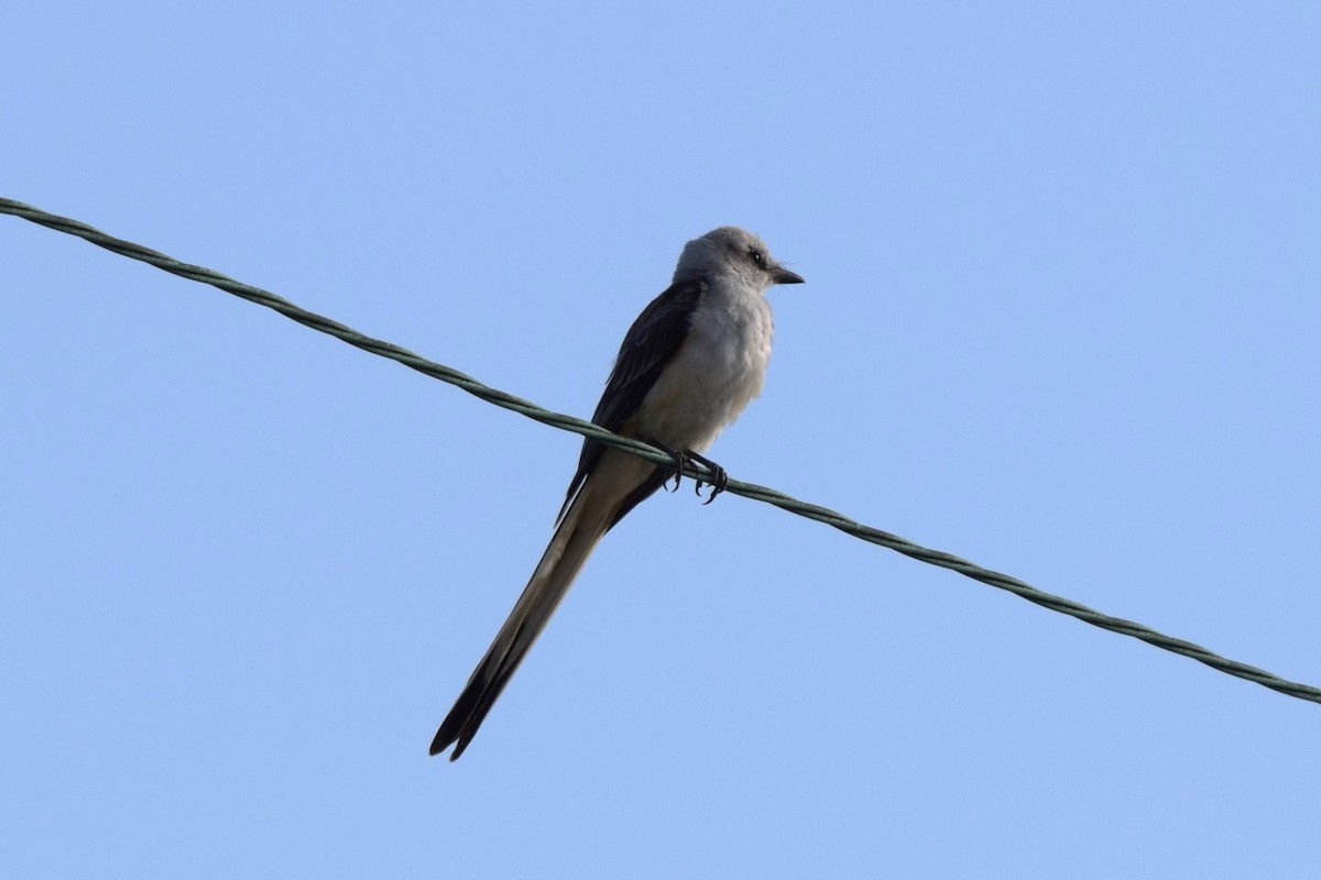 Scissor-tailed Flycatcher - ML622395894