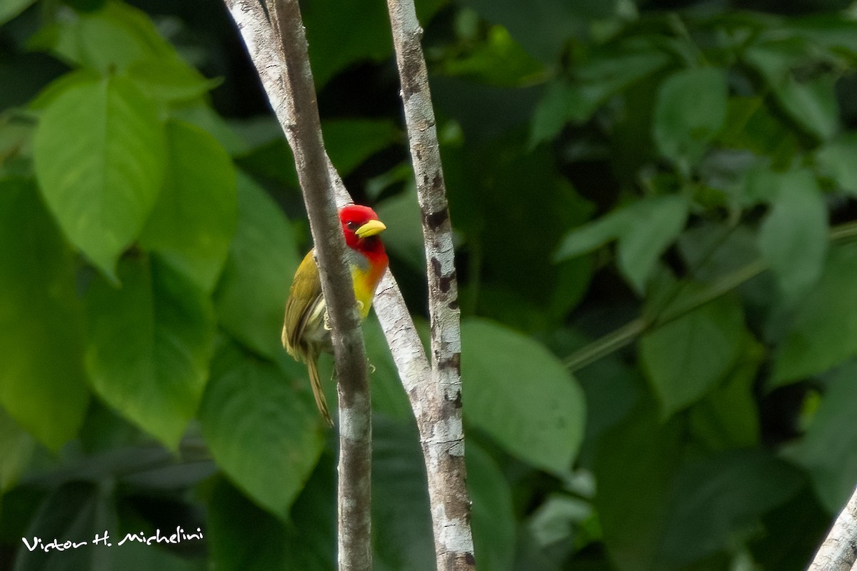 Scarlet-hooded Barbet - ML622395896