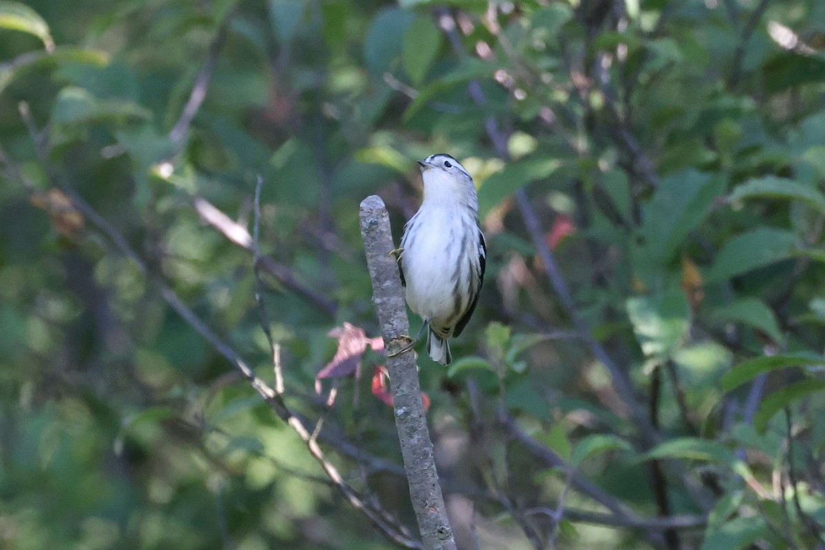 Black-and-white Warbler - ML622395897