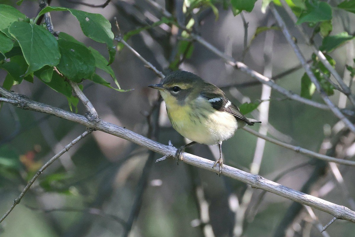 Blackburnian Warbler - ML622395907