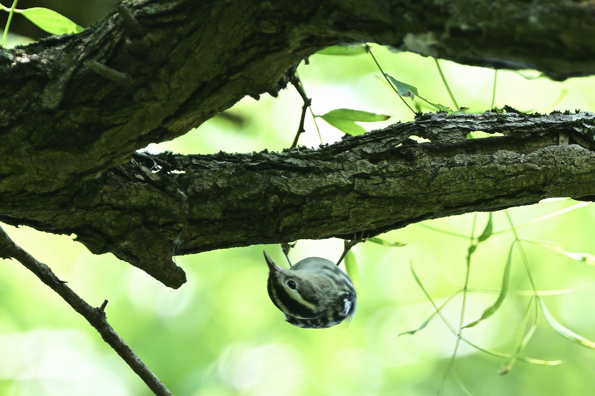 Black-and-white Warbler - ML622395912