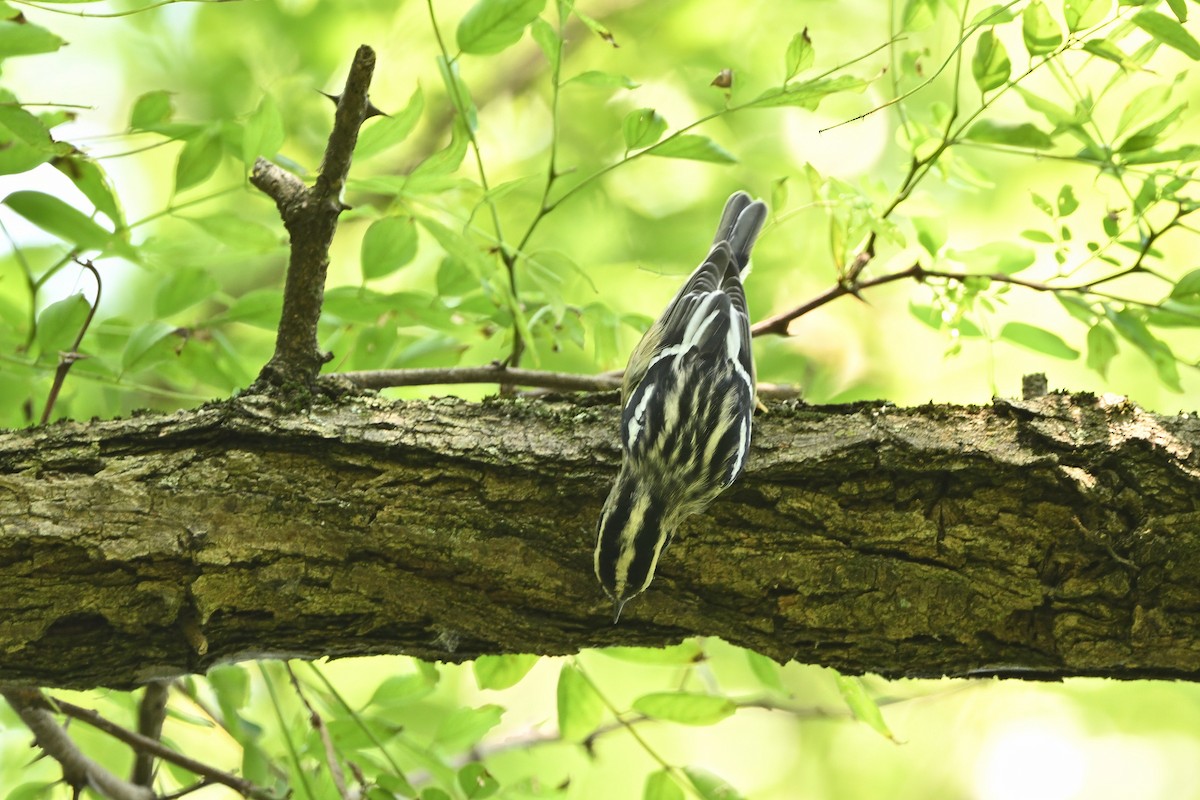 Black-and-white Warbler - ML622395913