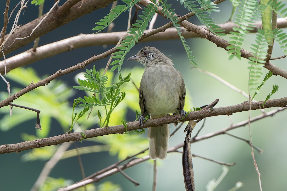 Bulbul de Blanford Occidental - ML622395951