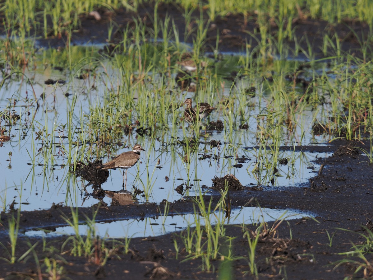 Wilson's Snipe - Britt Dalbec