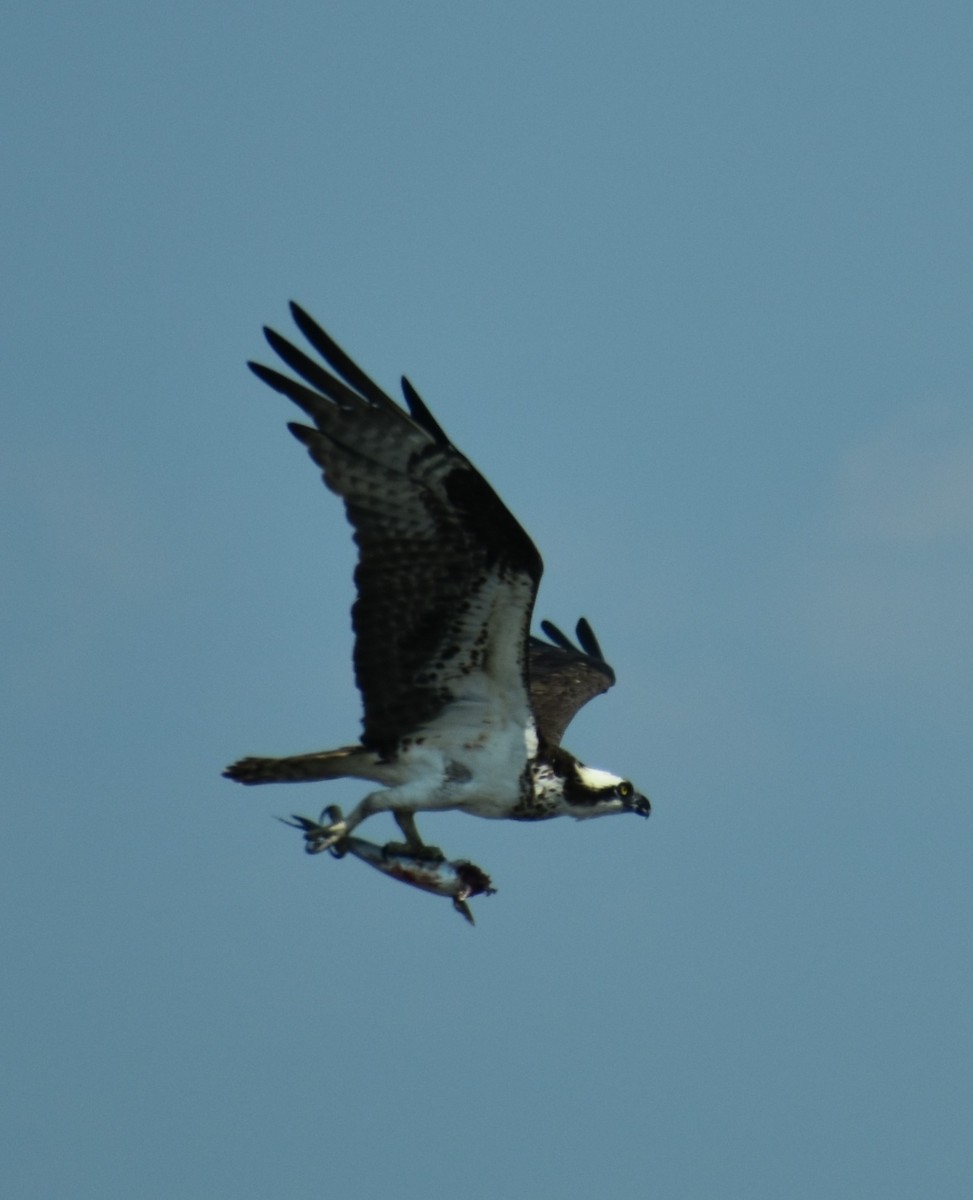 Osprey - ML622396026