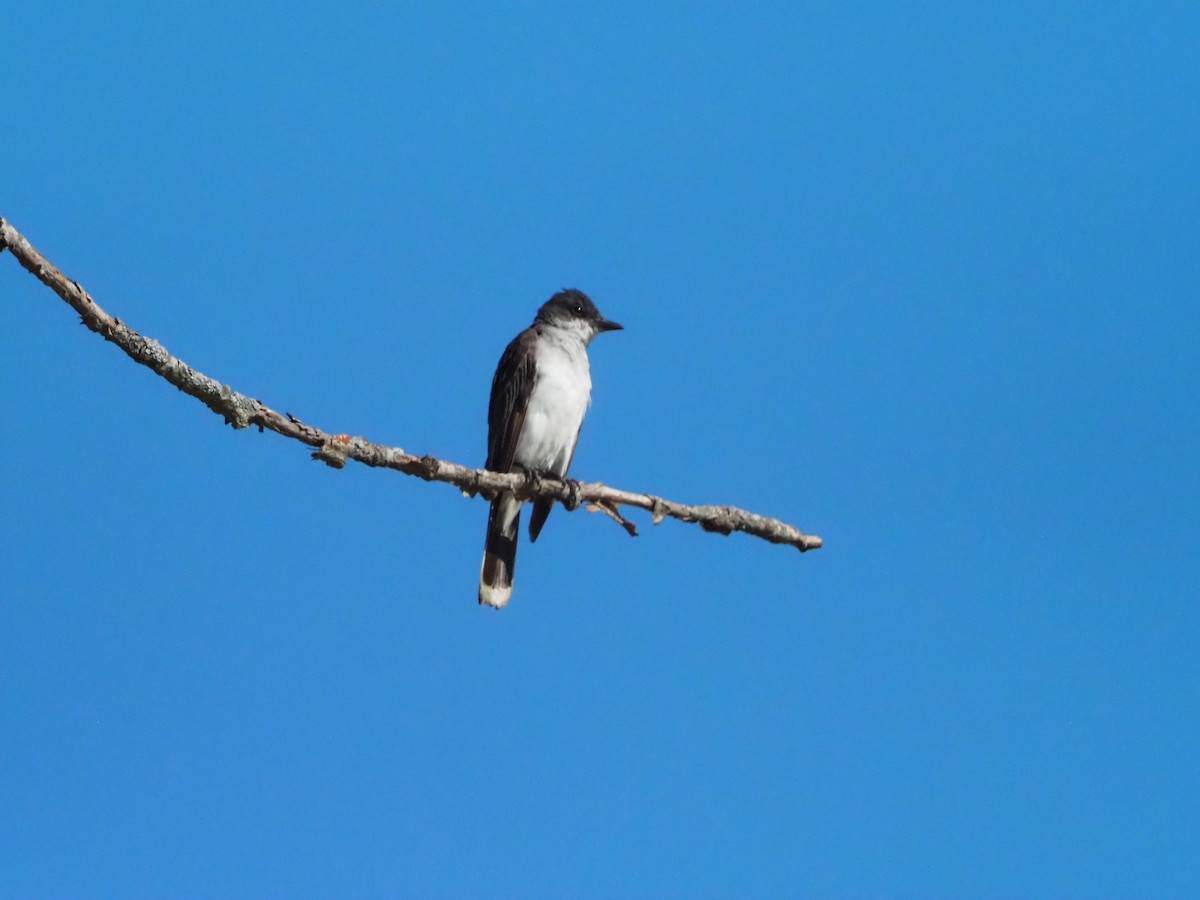 Eastern Kingbird - ML622396031