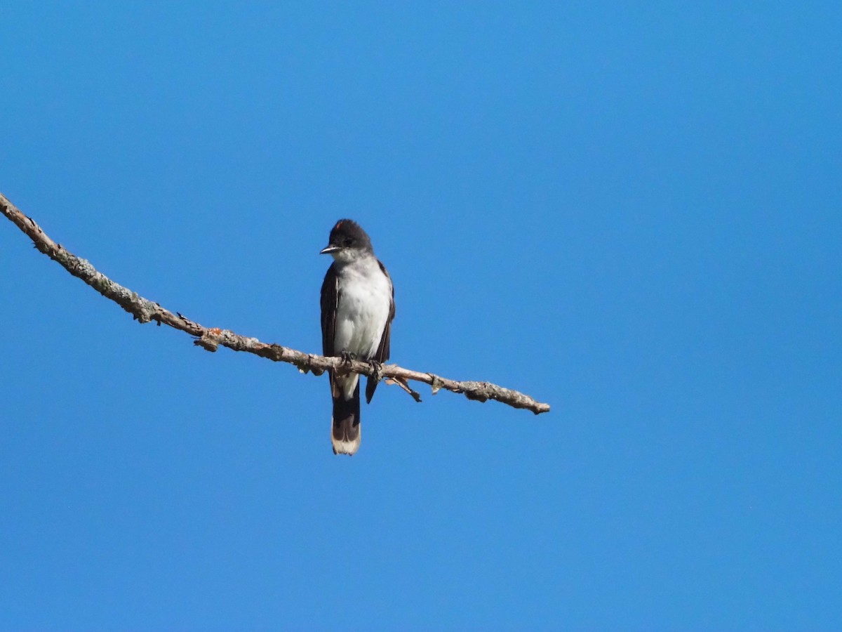Eastern Kingbird - ML622396032