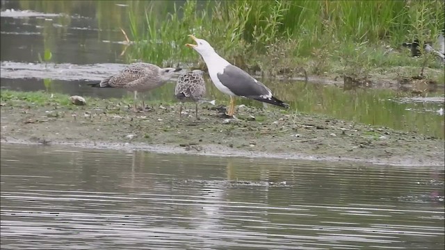 Lesser Black-backed Gull - ML622396126