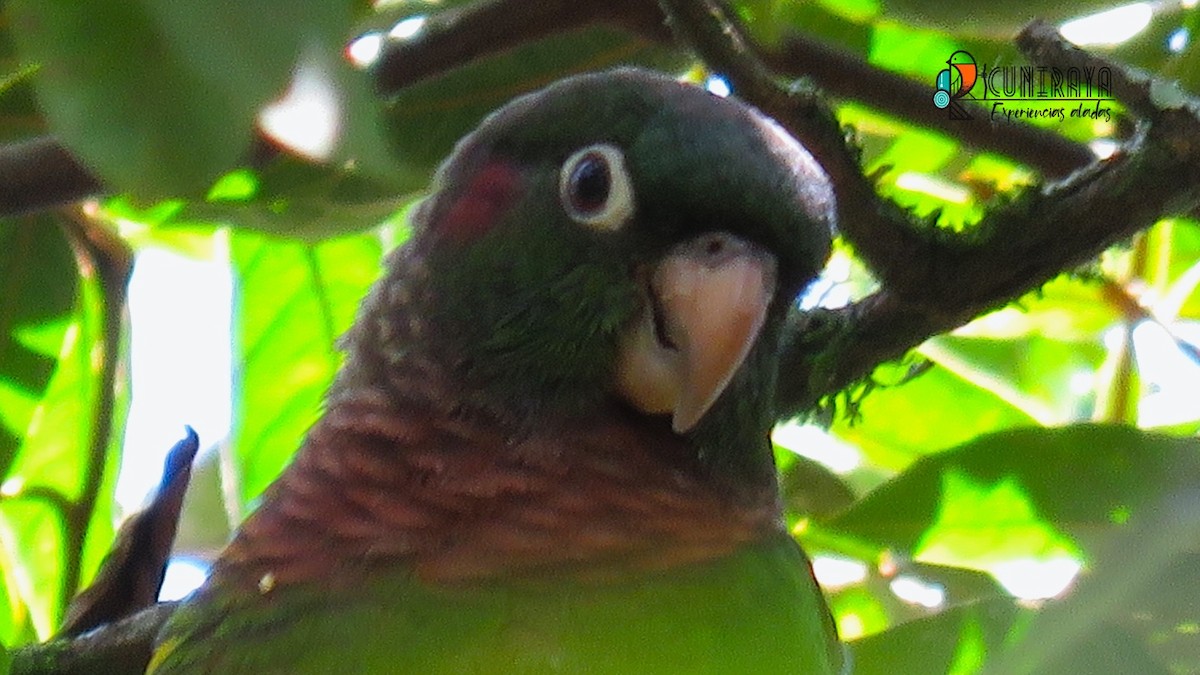 Brown-breasted Parakeet - ML622396150