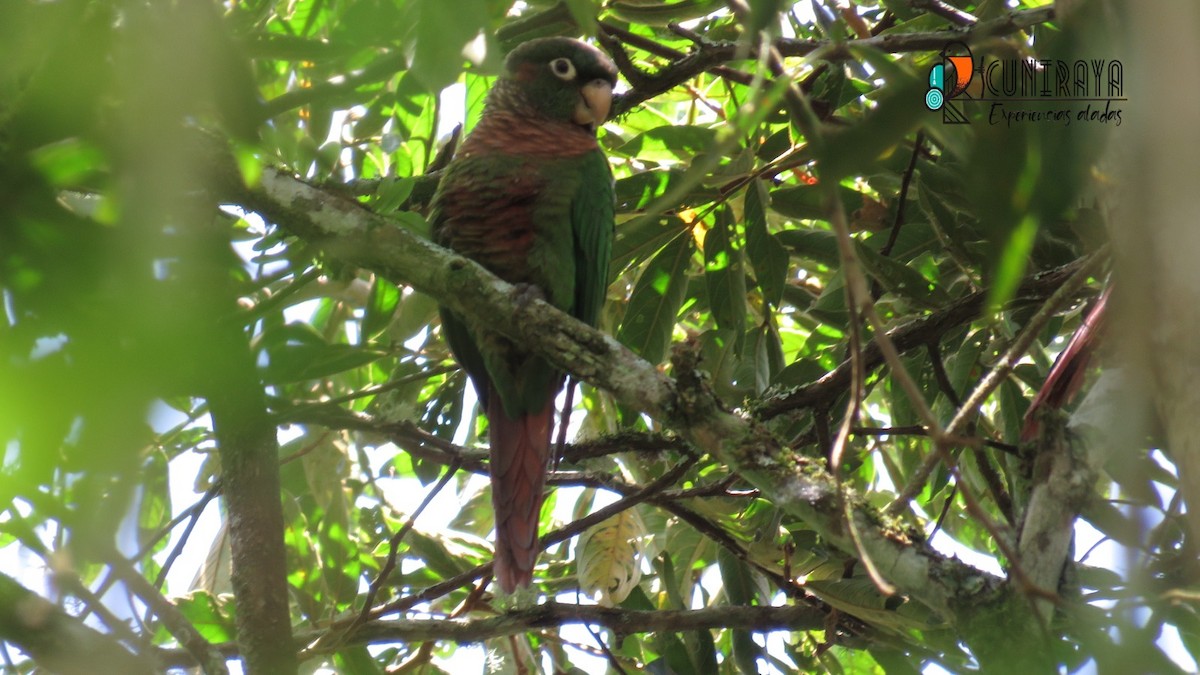 Brown-breasted Parakeet - ML622396151