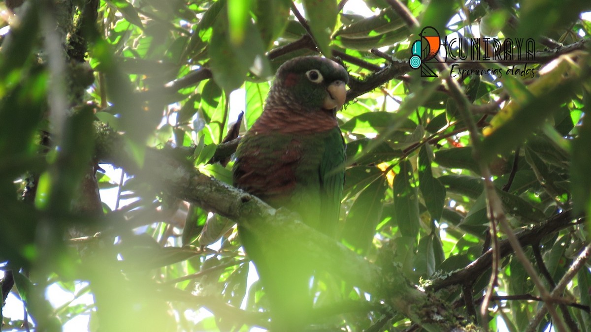 Brown-breasted Parakeet - ML622396152