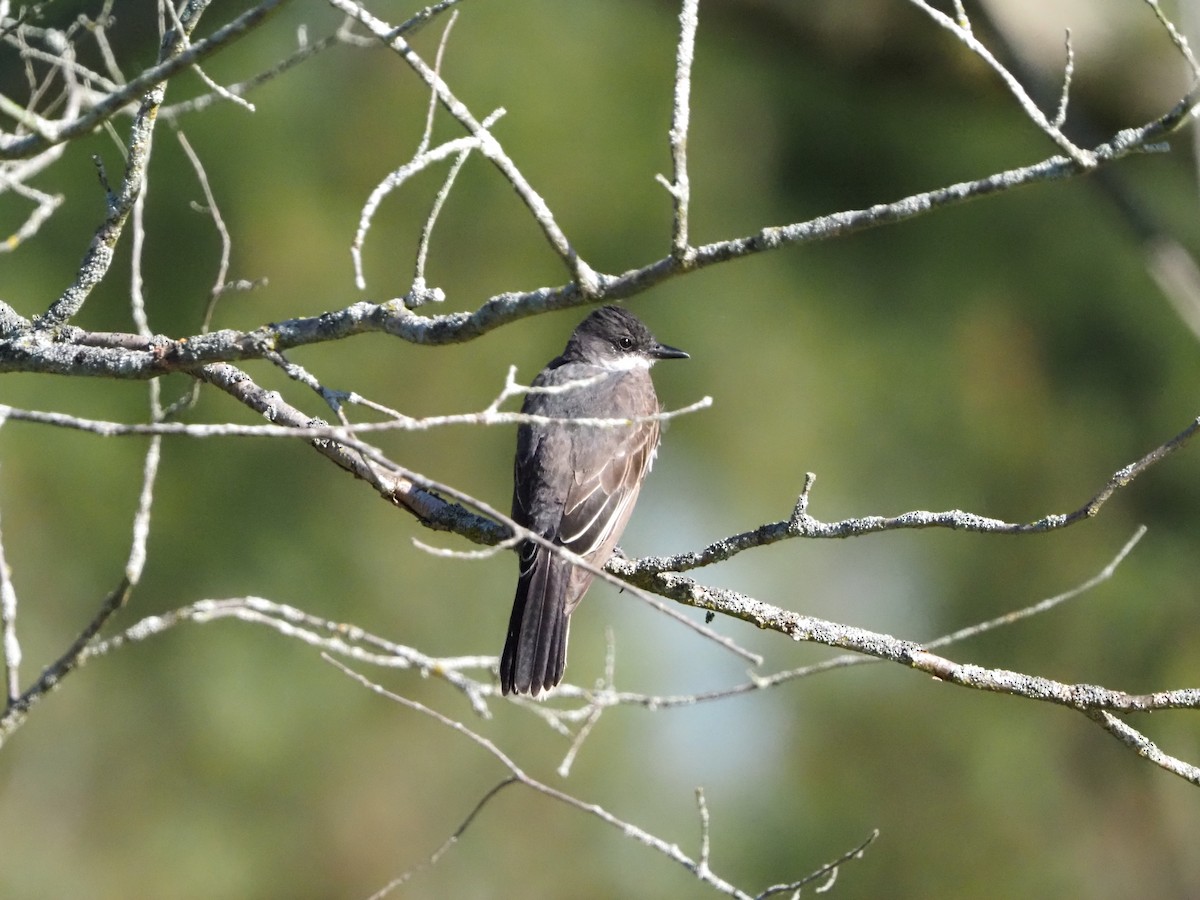 Eastern Kingbird - ML622396196