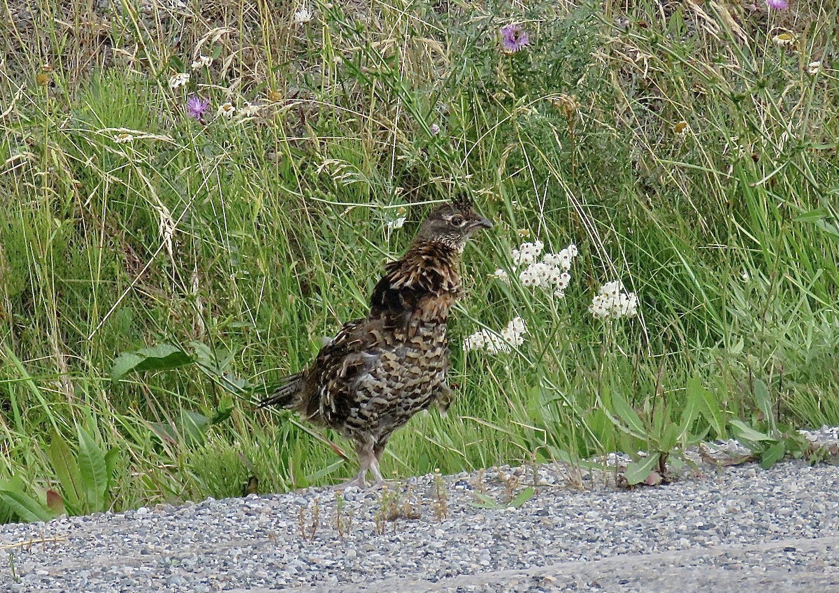 Ruffed Grouse - ML622396243