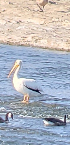 American White Pelican - ML622396296
