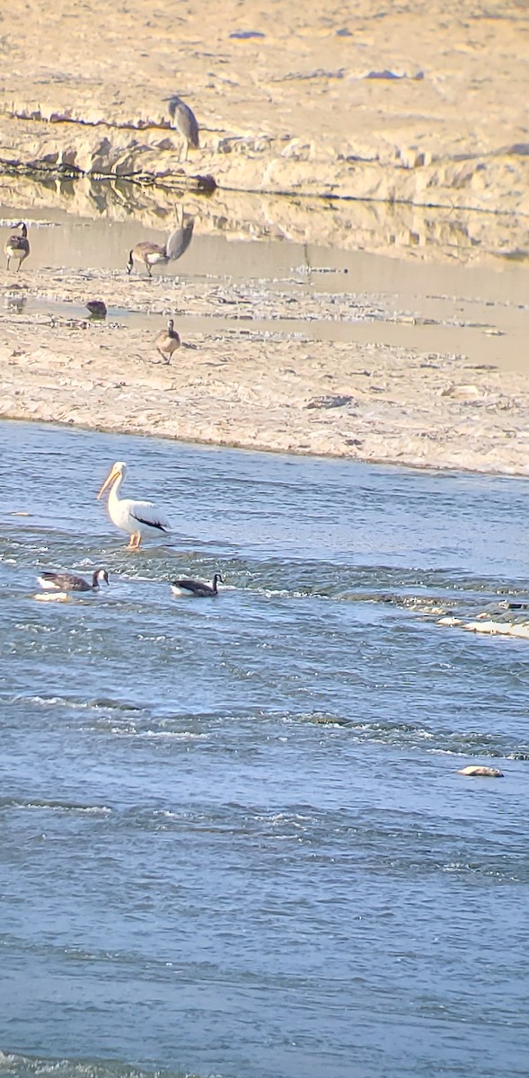 American White Pelican - ML622396297