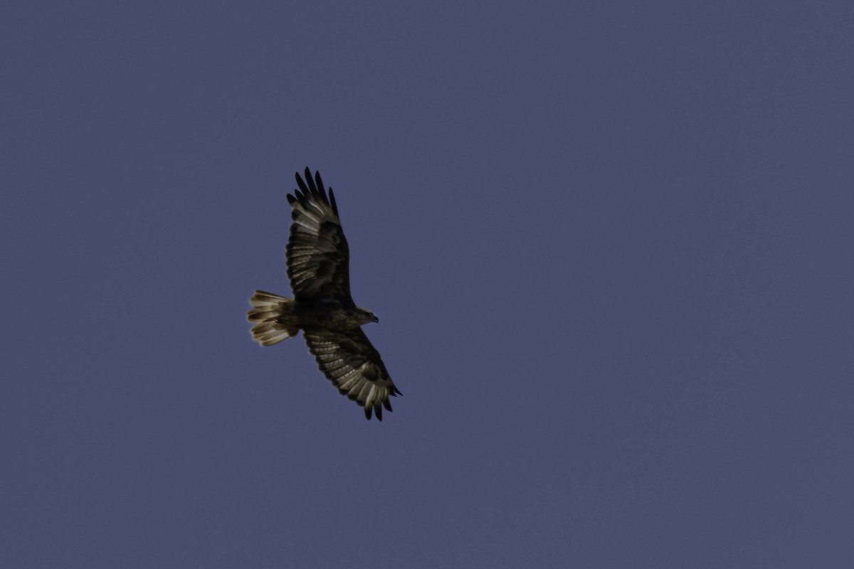 Long-legged Buzzard - ML622396336