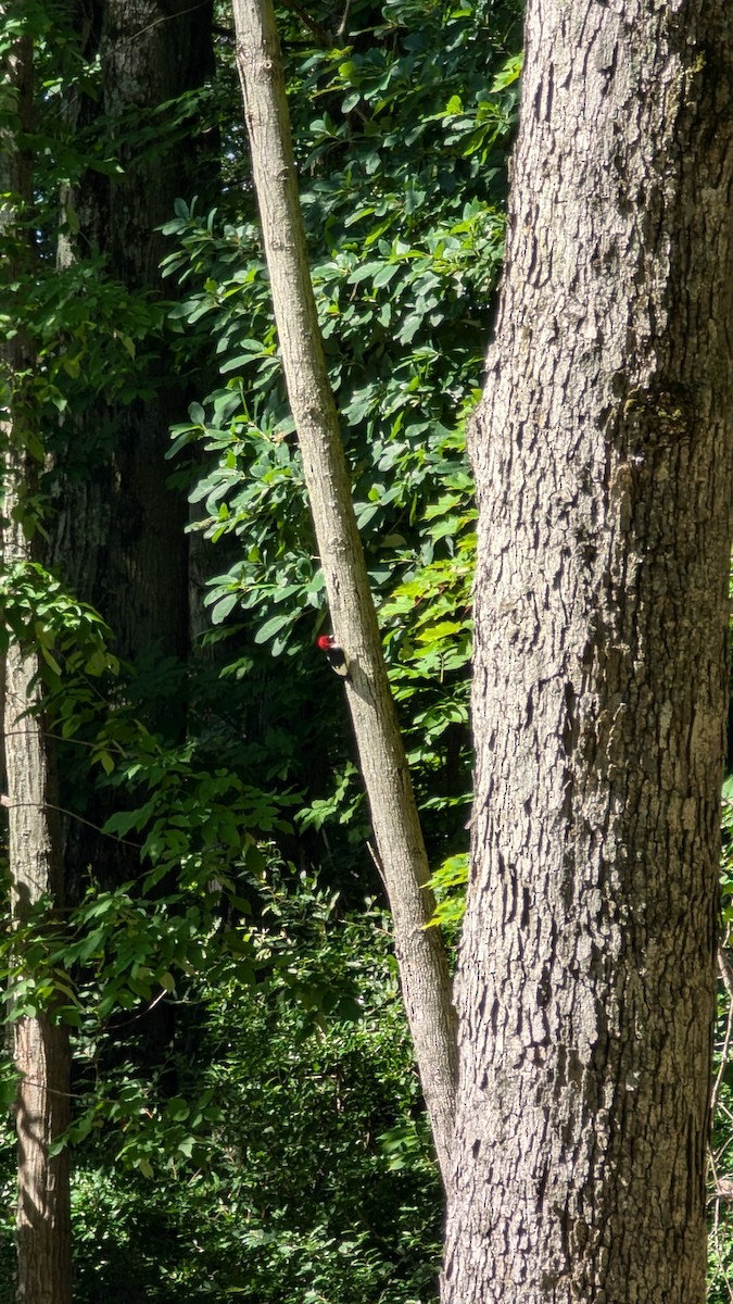 Pileated Woodpecker - ML622396388