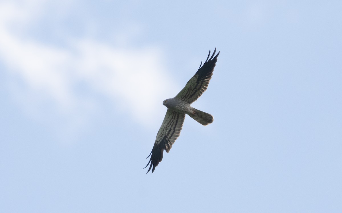 Montagu's Harrier - ML622396432