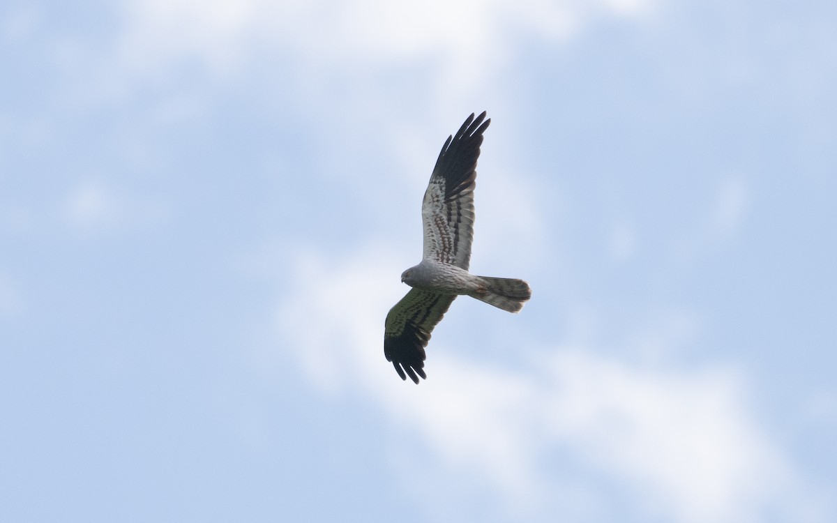 Montagu's Harrier - ML622396433
