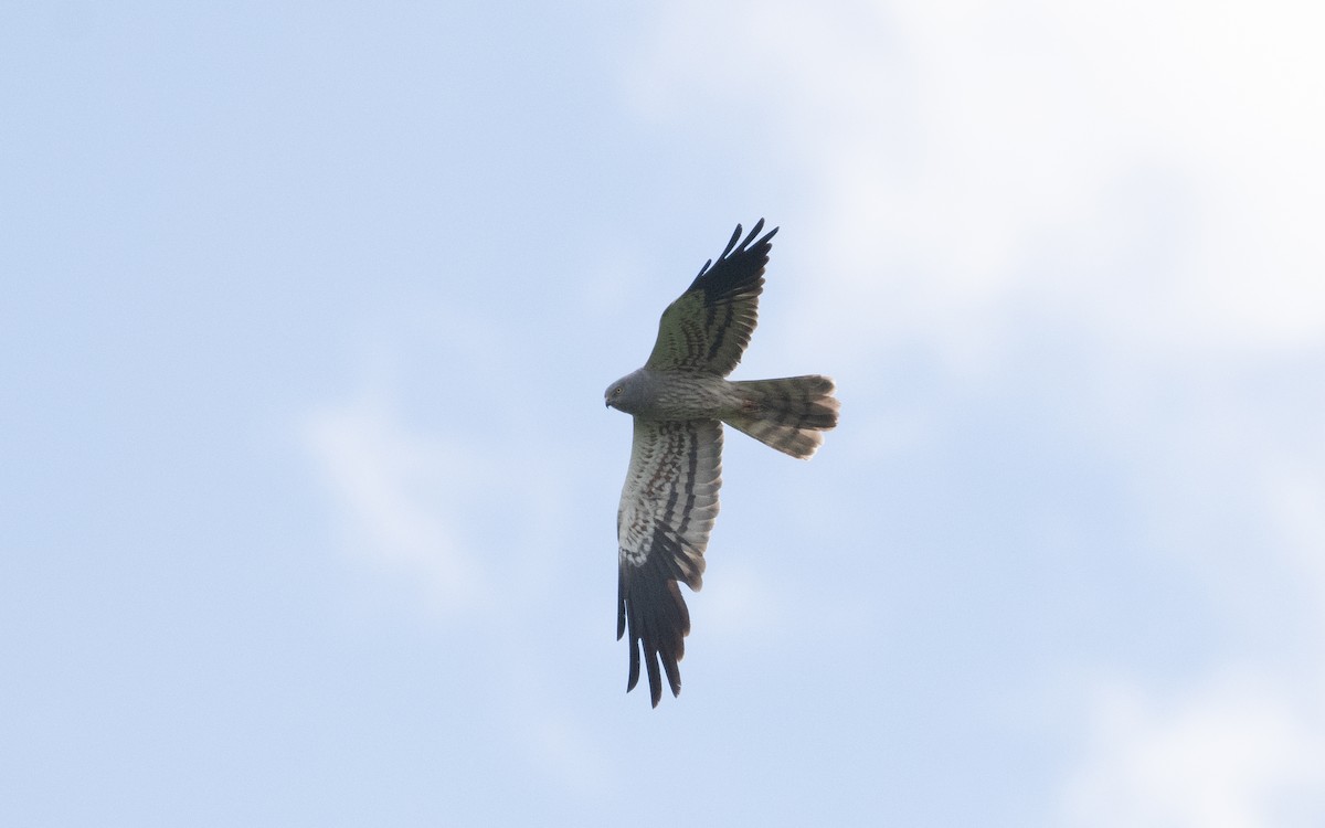 Montagu's Harrier - ML622396434