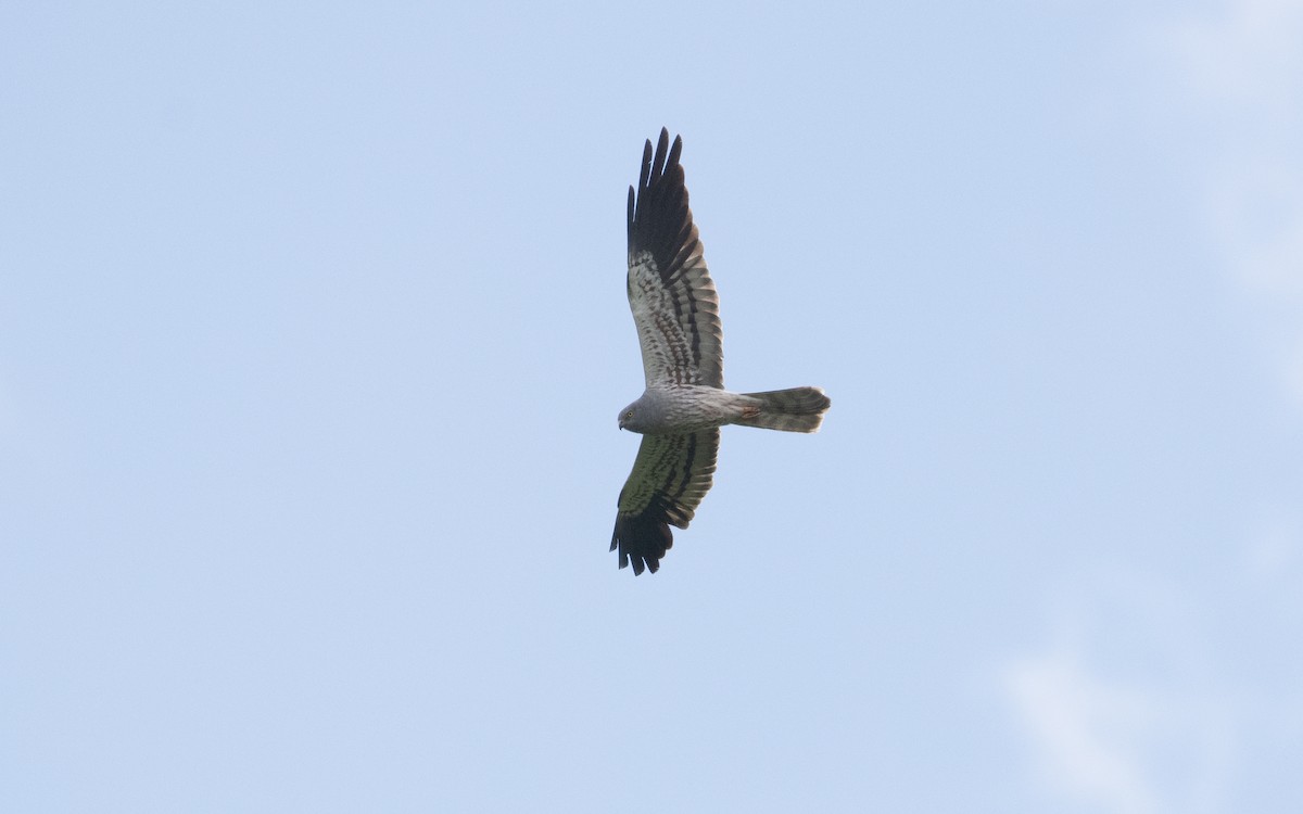 Montagu's Harrier - ML622396435