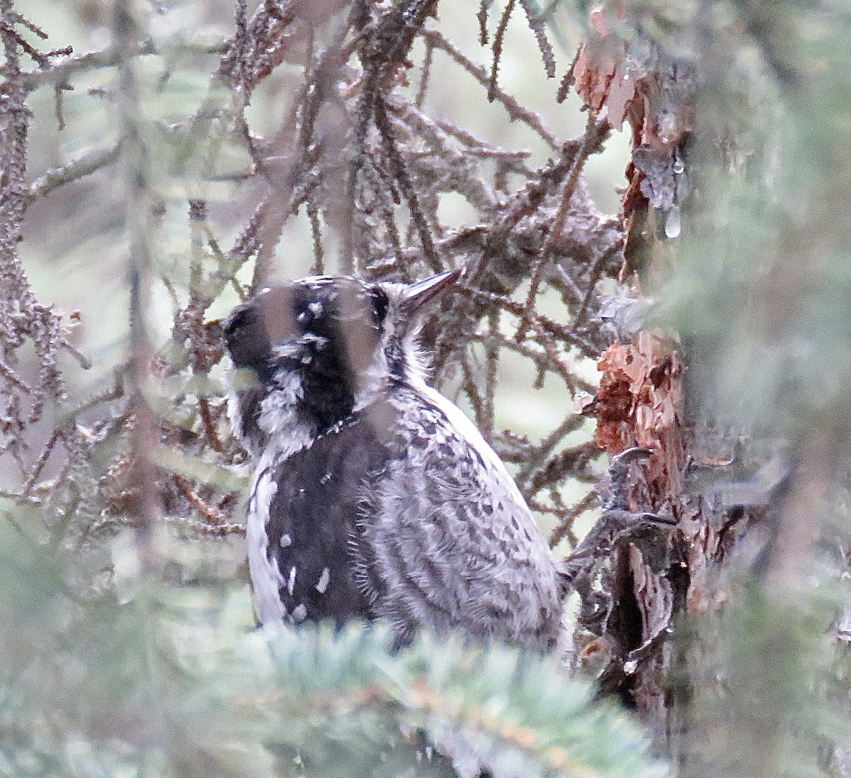 American Three-toed Woodpecker - Taylour Stephens