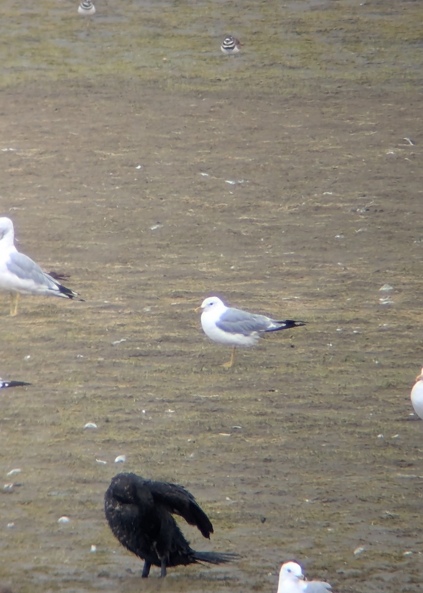 Short-billed Gull - ML622396493