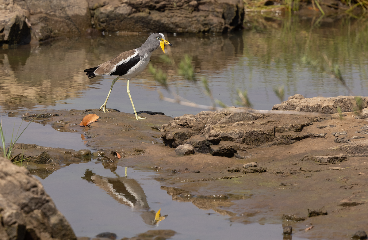 White-crowned Lapwing - ML622396541