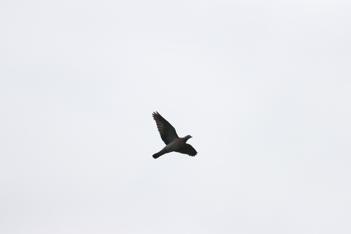 モリバト - ML622396553