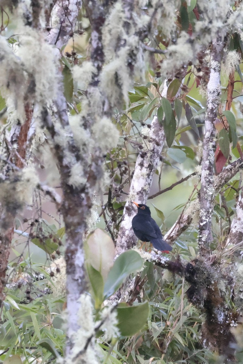 Glossy-black Thrush - ML622396720