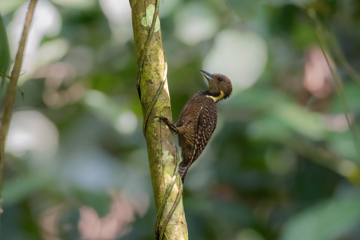 Buff-necked Woodpecker - ML622396846