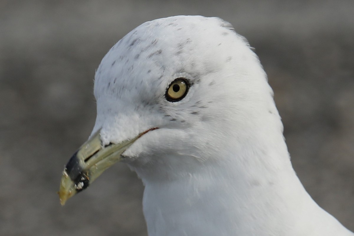 Ring-billed Gull - ML622396863